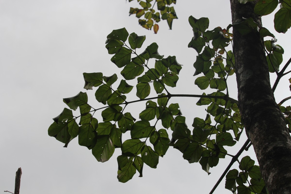 Oroxylum indicum (L.) Kurz